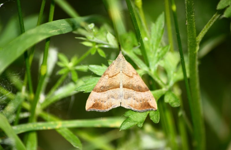 Erebidae Hypeninae 1 ?